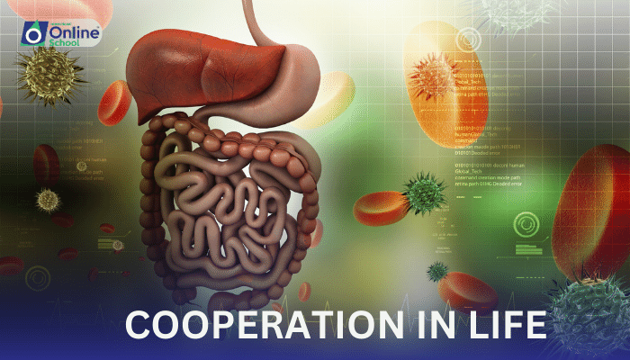 Lesson 10: Cooperation in Life - Division of Labor